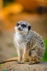 ボケ味
 動物 かわいい 野生動物 写真