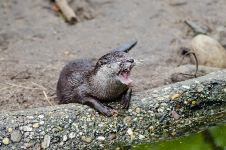 水 遊ぶ 動物 かわいい 写真