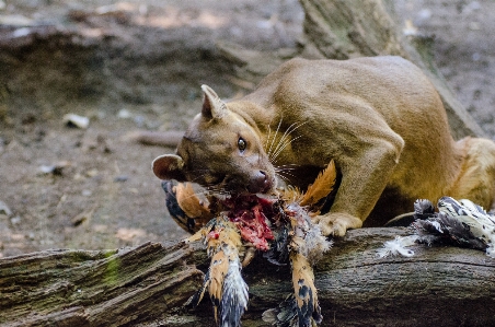 Nature animal wildlife zoo Photo