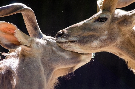 Bokeh animal wildlife deer Photo