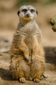 ボケ味
 動物 かわいい 野生動物 写真