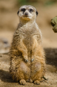 ボケ味
 動物 かわいい 野生動物 写真