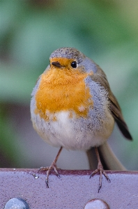 Foto Alam burung satwa imut-imut