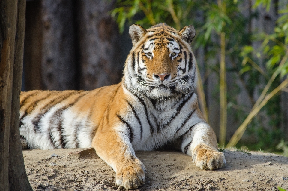 Animal animais selvagens jardim zoológico gato