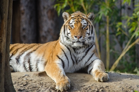 Foto Satwa margasatwa kebun binatang kucing