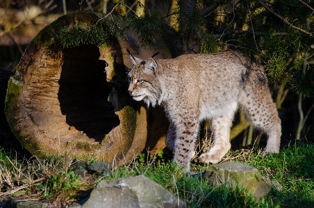 野生動物 動物園 猫 ネコ科の 写真