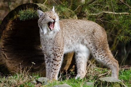 Photo Faune zoo chat félin