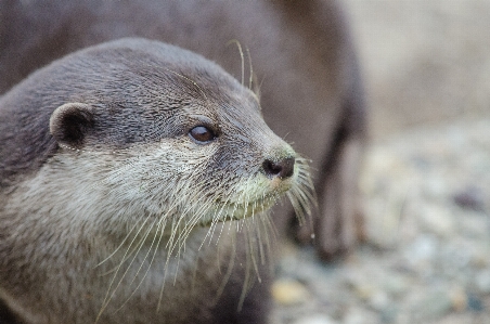 野生動物 哺乳類 fauna ひげ
 写真