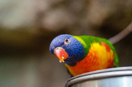 Photo Oiseau faune le bec fauna