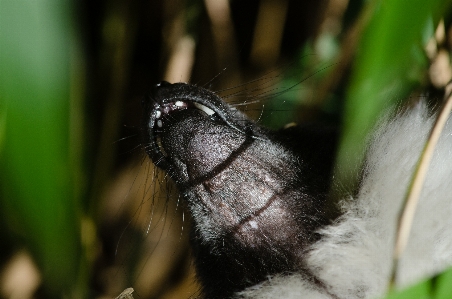 Foto Natura erba bianco fotografia