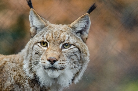 Foto Animais selvagens jardim zoológico gato felino