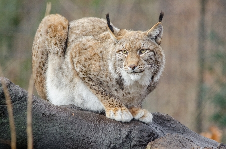 Zdjęcie Dzikiej przyrody ogród zoologiczny kot koci