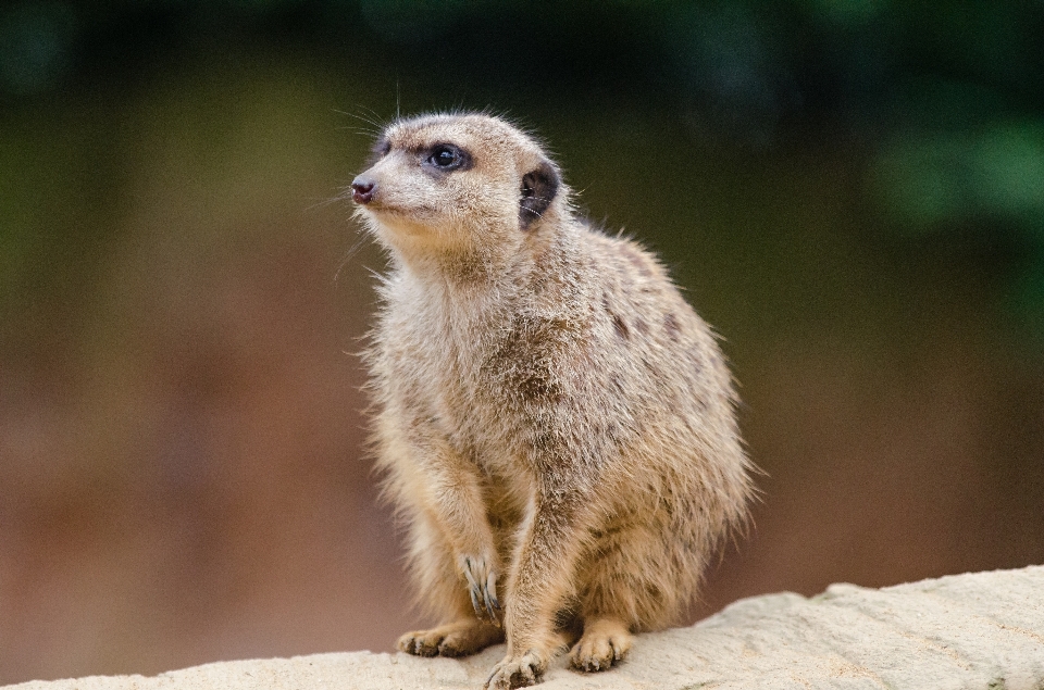 Bokeh
 animal mignon faune