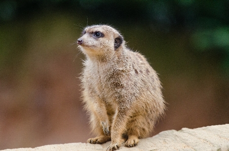 ボケ味
 動物 かわいい 野生動物 写真