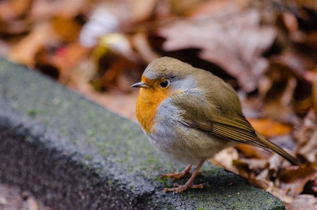 自然 鳥 花 野生動物 写真