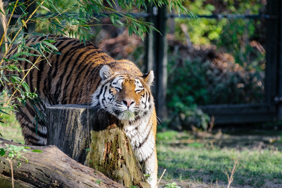 Tier erholung tierwelt zoo