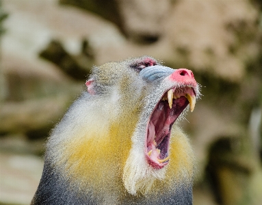 Foto Animais selvagens mamífero fauna primata