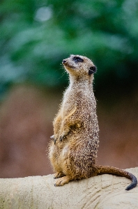 自然 ボケ味
 動物 かわいい 写真