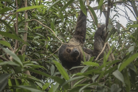 Foto Animais selvagens selva fauna preguiça