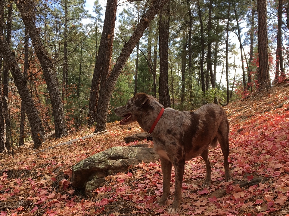 森 荒野
 犬 秋