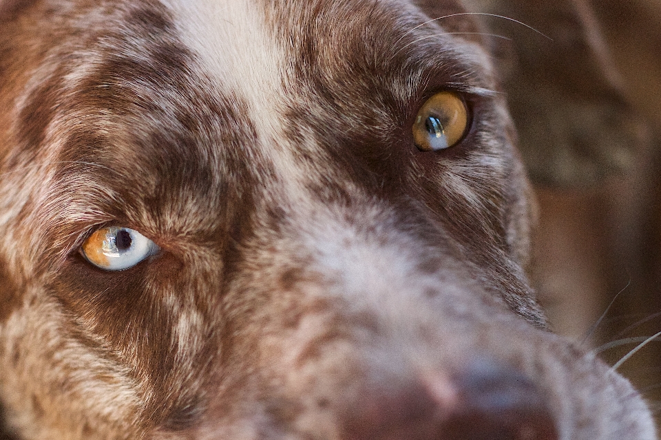 Köpek yavrusu memeli İspanyol
