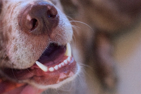 Foto Anjing mamalia raut wajah
 mulut