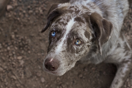 Dog mammal hound vertebrate Photo