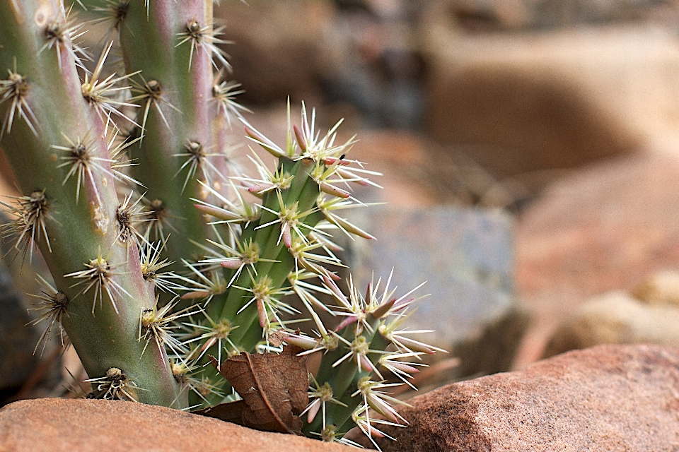 Cacto
 plantar flor botânica
