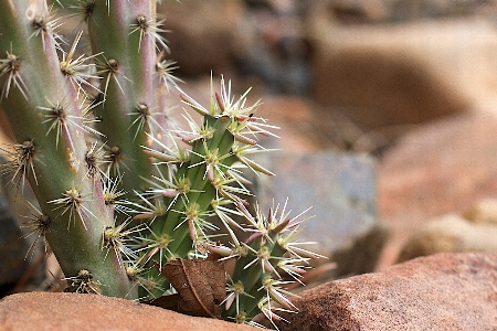 Foto Cacto
 plantar flor botânica
