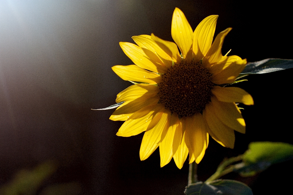 Natureza plantar luz solar folha