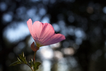 Doğa çiçek bitki fotoğrafçılık Fotoğraf