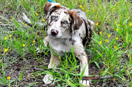 Grass flower puppy dog Photo