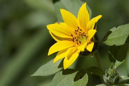 Foto Natura pianta fiore petalo