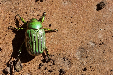 Wildlife green insect soil Photo