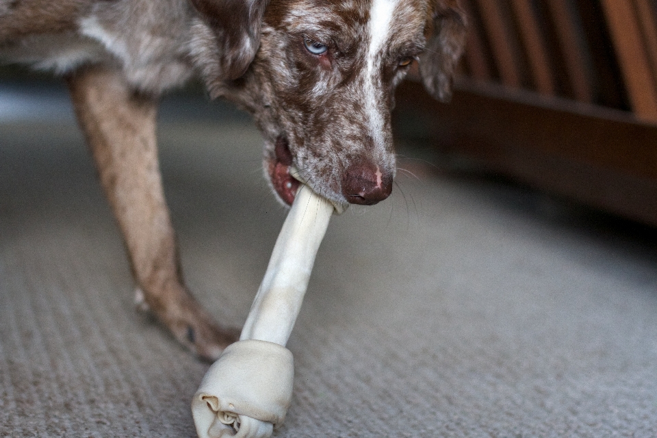 Chien mammifère vertébré
 félix
