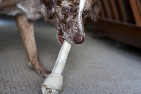 Dog mammal vertebrate felix Photo