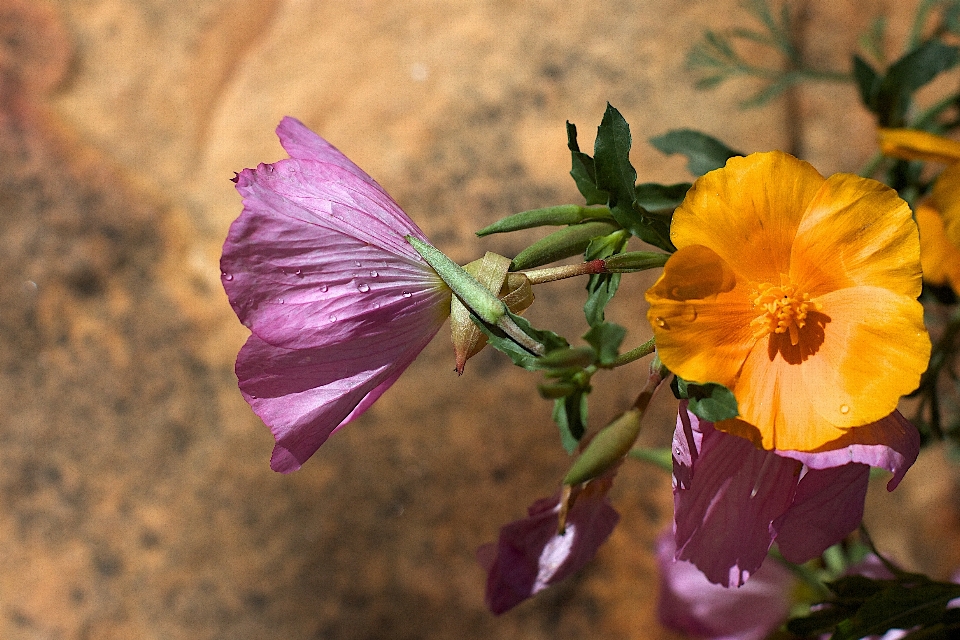 Nature blossom plant photography