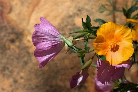 自然 花 植物 写真撮影 写真