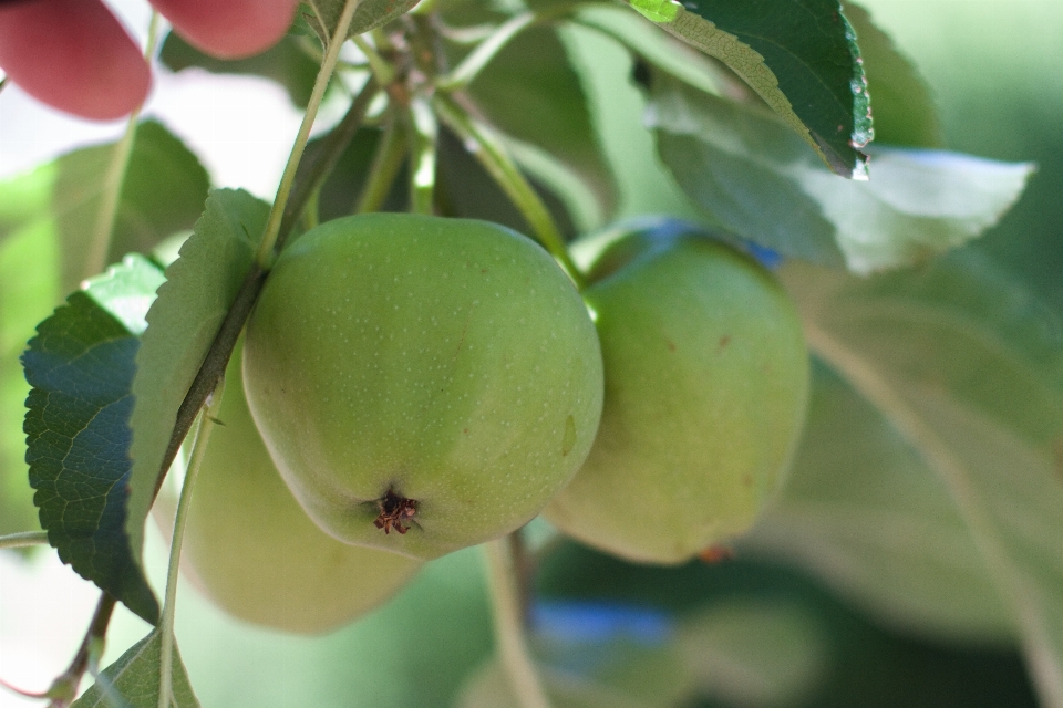 Baum zweig blüte anlage