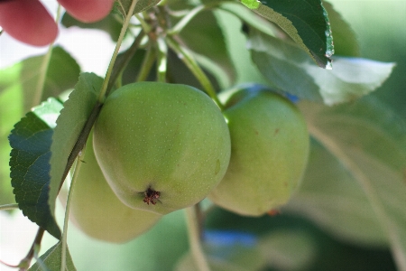 Tree branch blossom plant Photo