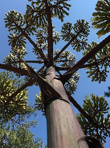 树 分支 仙人掌 植物 照片