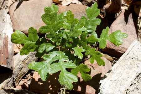 树 植物 叶子 花 照片