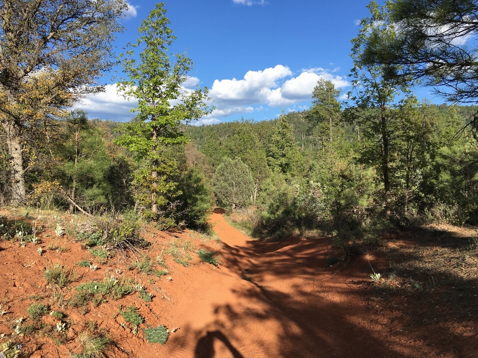 Paisaje árbol naturaleza bosque