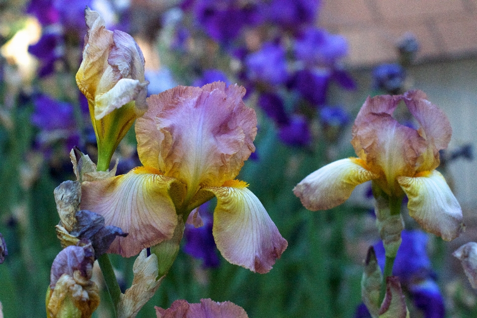 Flor planta iris
 flora