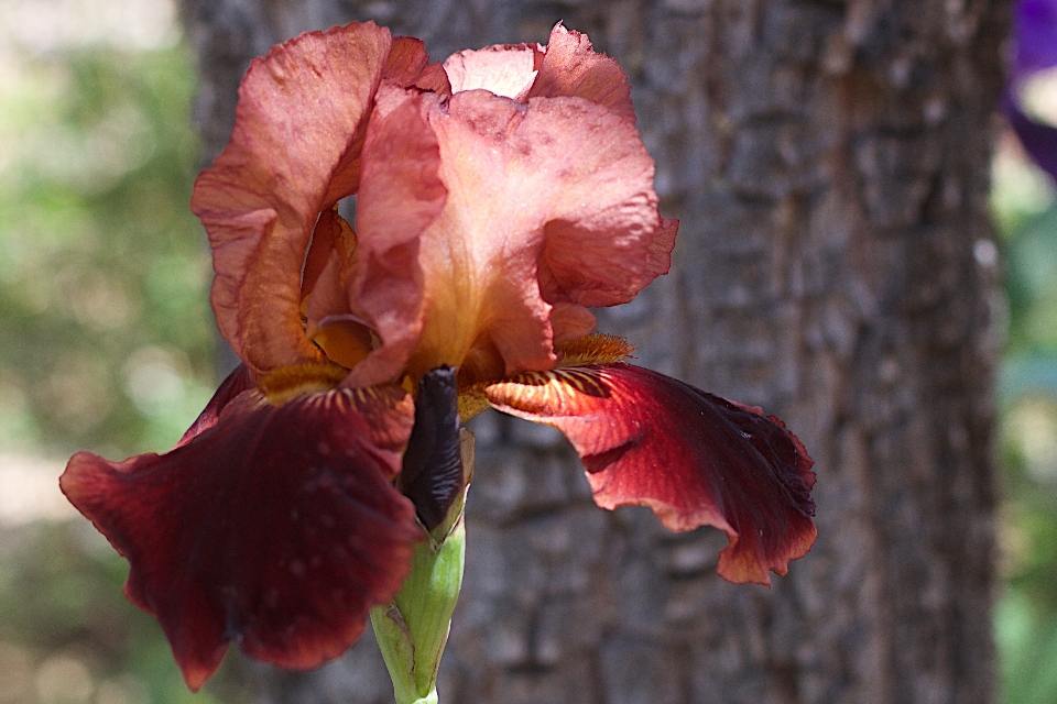 Fiore pianta foglia petalo