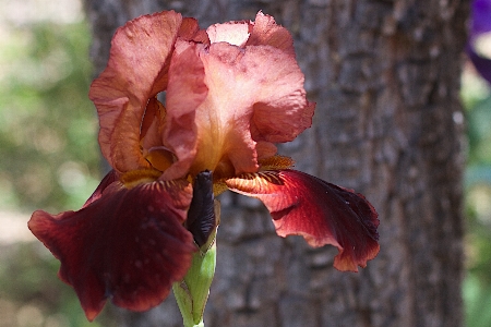 Blossom plant leaf flower Photo