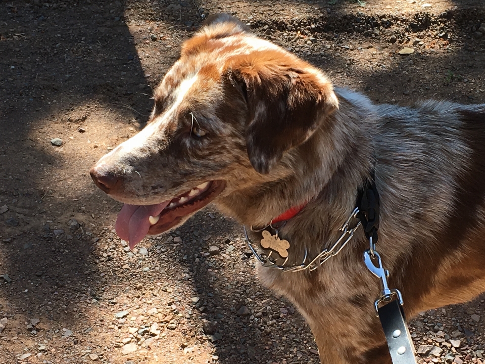 Perro mamífero vertebrado
 félix
