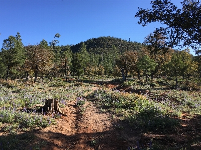 風景 木 森 荒野
 写真