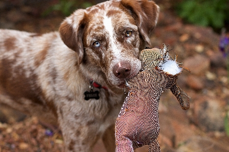 Puppy dog mammal vertebrate Photo