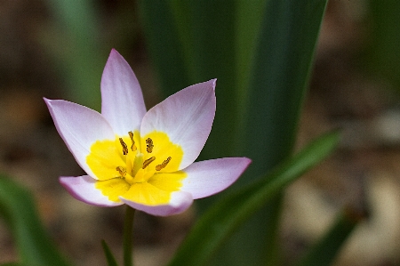 Photo Nature usine fleur pétale